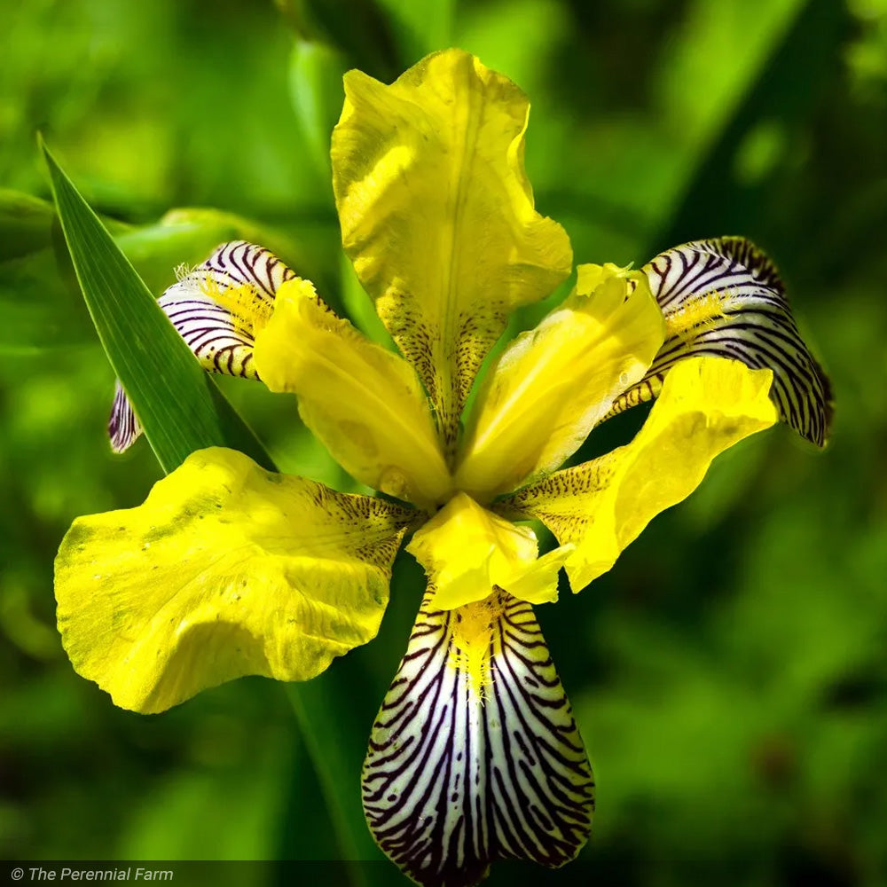 Iris, Variegata #1 – Greenwood Creek Nursery