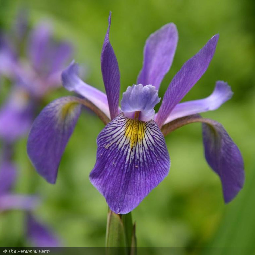 Iris, Versicolor Purple Flame #1 – Greenwood Creek Nursery