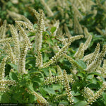 Load image into Gallery viewer, Itea, Fizzy Mizzy #3