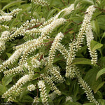 Load image into Gallery viewer, Itea, Henry Garnet #3