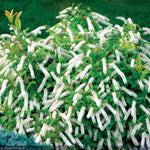 Load image into Gallery viewer, Itea, Little Henry #3