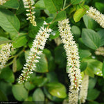 Load image into Gallery viewer, Itea, Scentlandia #3