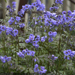 Load image into Gallery viewer, Jacob's Ladder, Heaven Scent #1