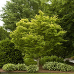 Load image into Gallery viewer, Japanese Maple, Coral Bark #5