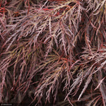 Load image into Gallery viewer, Japanese Maple, Crimson Queen CT 24"-30"