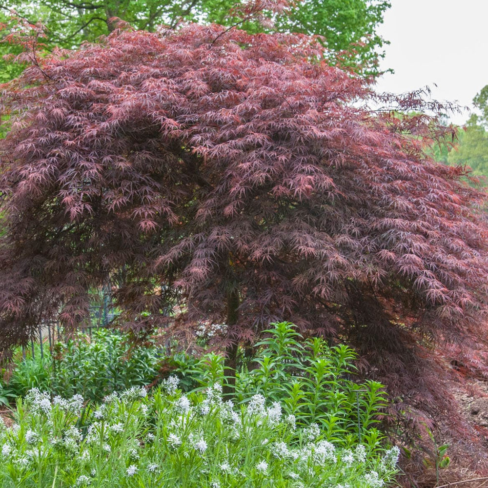 あばば Japanese Maple, Inaba Shidare #5 – Greenwood Creek Nursery