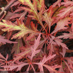 Load image into Gallery viewer, Japanese Maple, Orangeola CT 24"-30"