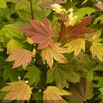 Load image into Gallery viewer, Japanese Maple, Pacific Fire #10