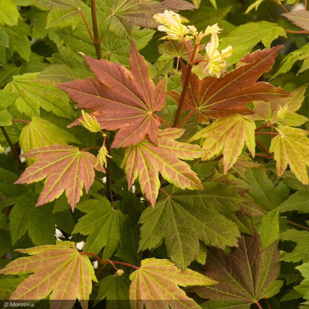 Japanese Maple, Pacific Fire #10