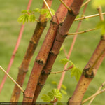 Load image into Gallery viewer, Japanese Maple, Pacific Fire #10