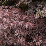 Load image into Gallery viewer, Japanese Maple, Red Dragon #5