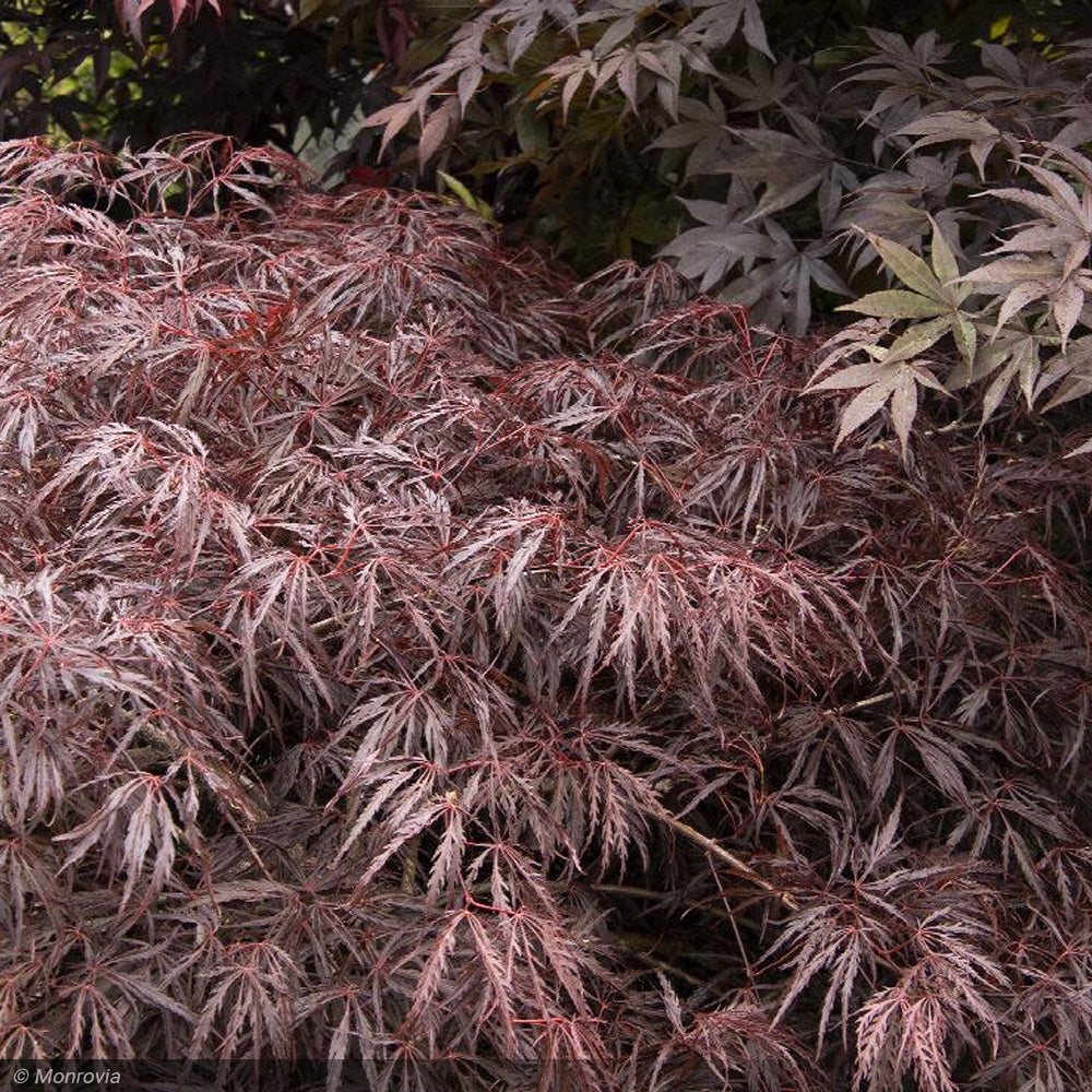 Japanese Maple, Red Dragon #5