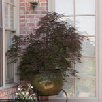 Load image into Gallery viewer, Japanese Maple, Red Select #10