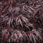 Load image into Gallery viewer, Japanese Maple, Tamukeyama #10
