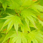 Load image into Gallery viewer, Japanese Maple, Tobiosho #10