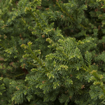 Load image into Gallery viewer, Cedar, Japanese Black Dragon #2