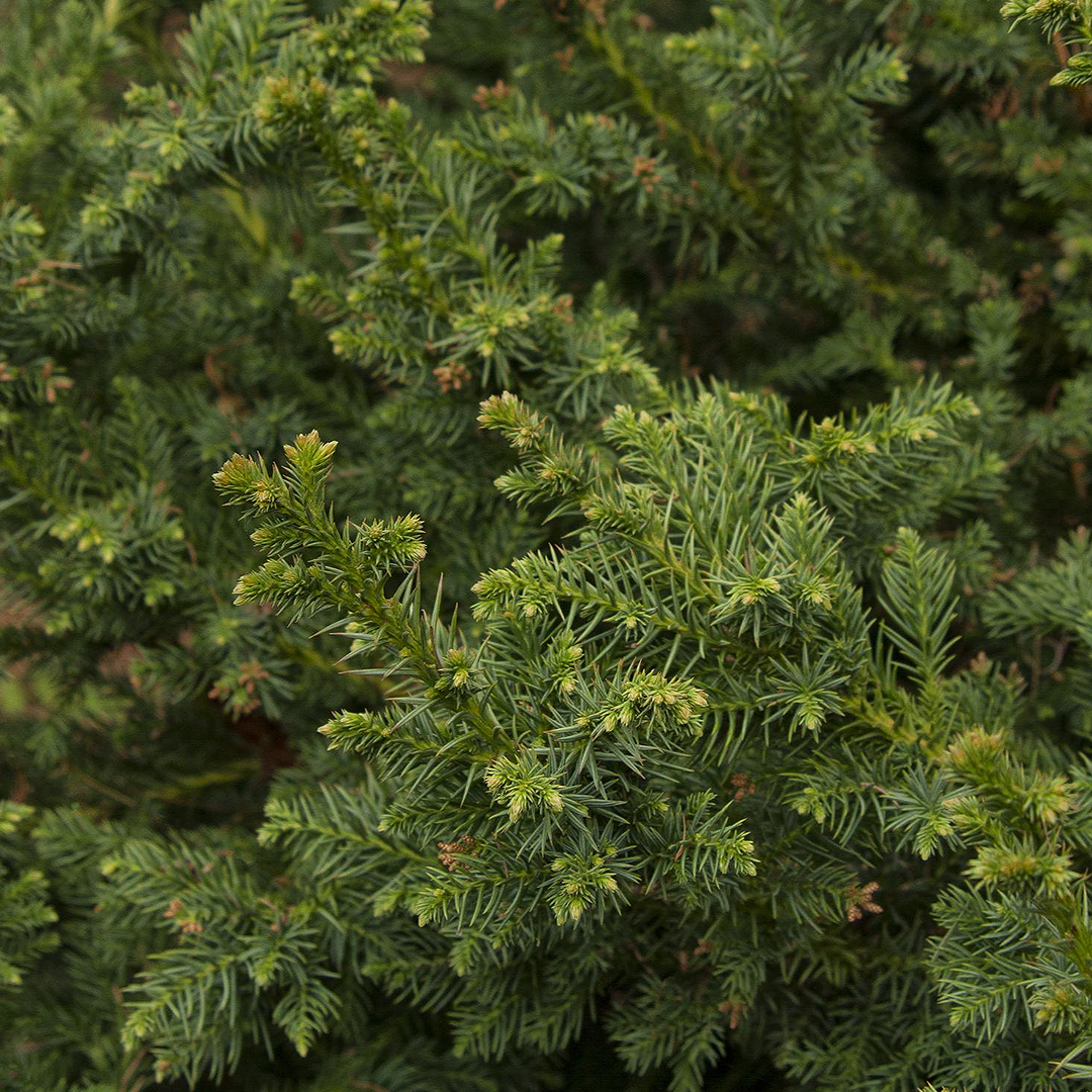 Cedar, Japanese Black Dragon #2