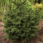 Load image into Gallery viewer, Cedar, Japanese Black Dragon #2