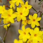 Load image into Gallery viewer, Jasmine, Winter #3