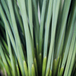Load image into Gallery viewer, Juncus, Blue Arrows #1
