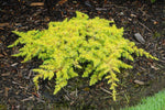 Load image into Gallery viewer, Juniper, All Gold #2