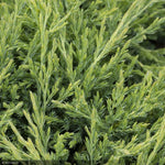 Load image into Gallery viewer, Juniper, Andorra Youngstown #2