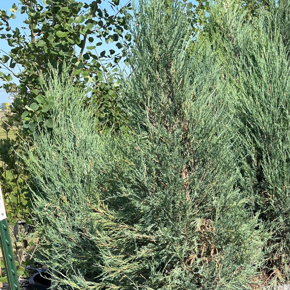 Cedar, Blue Arrow #15