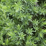 Load image into Gallery viewer, Juniper, Blue Pacific #3