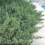 Load image into Gallery viewer, Juniper, Blue Pacific #2