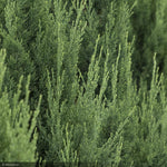 Load image into Gallery viewer, Juniper, Blue Point #25