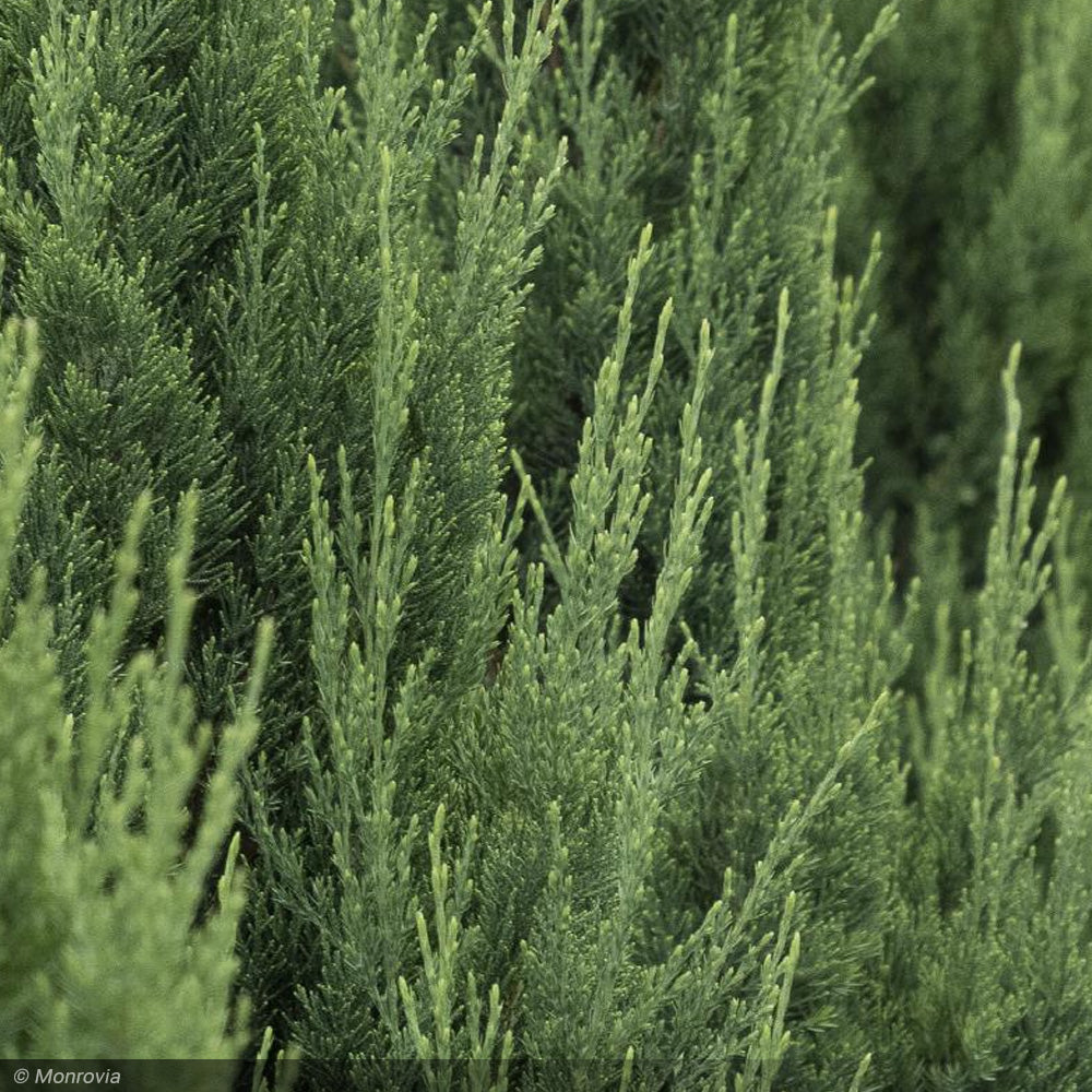 Juniper, Blue Point #25