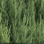 Load image into Gallery viewer, Juniper, Blue Point #20