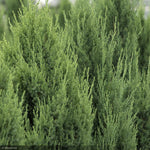 Load image into Gallery viewer, Juniper, Blue Point #3