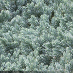 Load image into Gallery viewer, Juniper, Blue Star #1