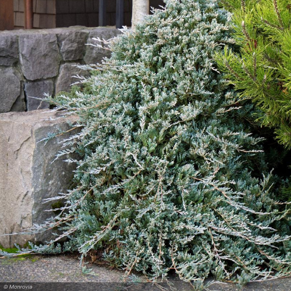 Juniper Blue Rug 1 Greenwood Creek Nursery 9128