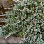 Load image into Gallery viewer, Juniper, Blue Rug #1