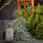 Load image into Gallery viewer, Juniper, Blue Rug #1