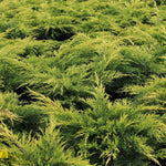 Load image into Gallery viewer, Juniper, Gold Lace #3