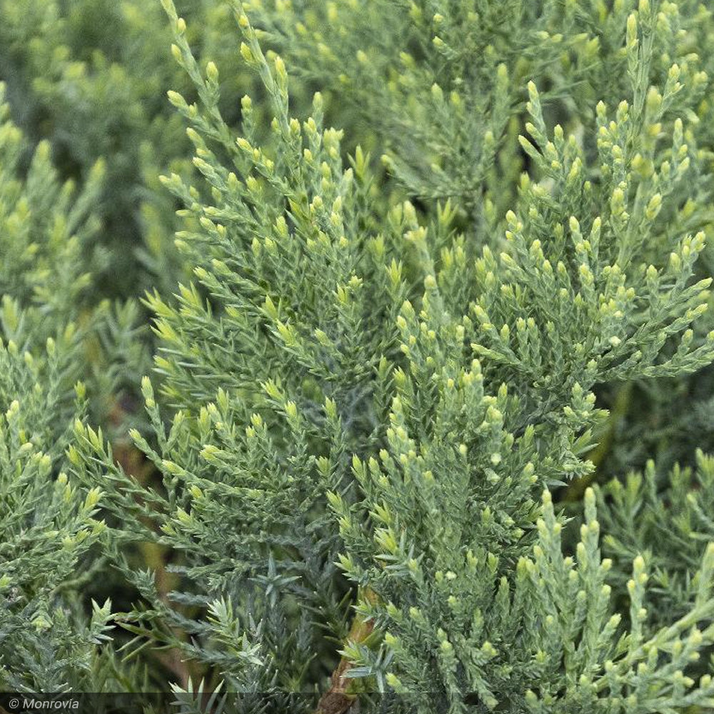 Juniper, Grey Owl #2
