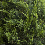 Load image into Gallery viewer, Juniper, Hetzii Columnar #15