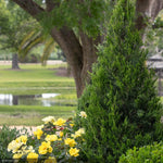 Load image into Gallery viewer, Juniper, Hetzii Columnar #15
