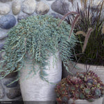 Load image into Gallery viewer, Juniper, Icee Blue #1