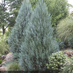 Load image into Gallery viewer, Juniper, Moonglow Spiral 5' B&B
