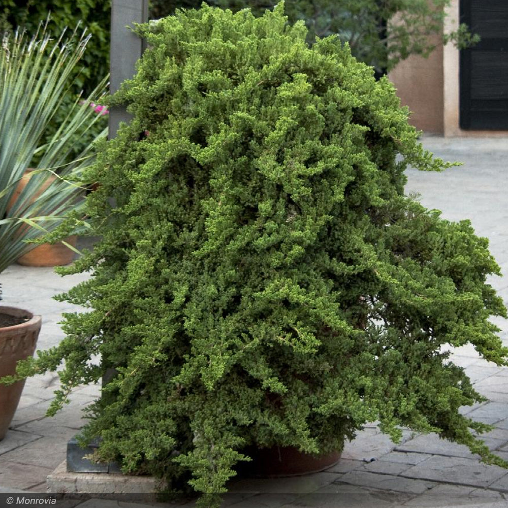 Juniper, Nana Procumbens #3 – Greenwood Creek Nursery