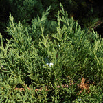 Load image into Gallery viewer, Juniper, Parsonii #2