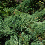 Load image into Gallery viewer, Juniper, Parsonii #2