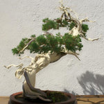 Load image into Gallery viewer, Juniper, Sargentii #2