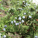 Load image into Gallery viewer, Juniper, Sea Green #2