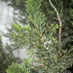Load image into Gallery viewer, Juniper, Sea Green #2