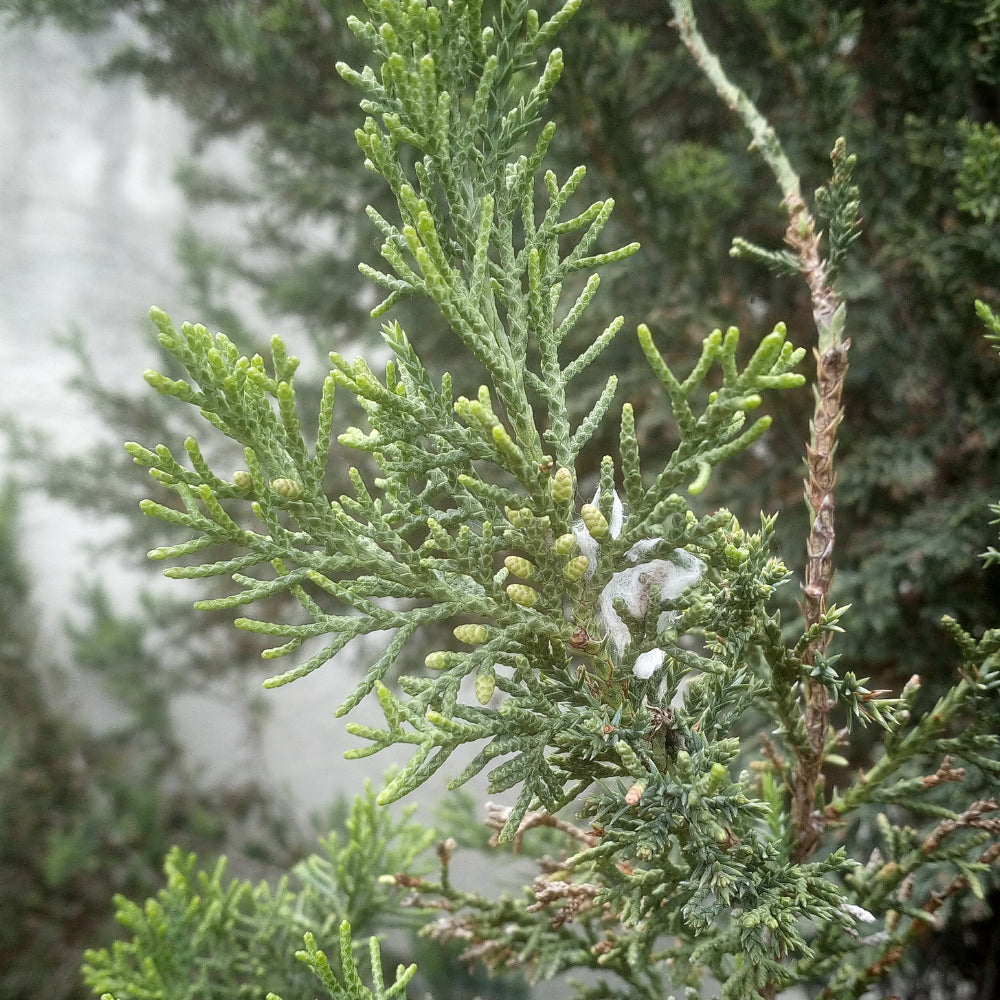 Juniper, Sea Green #2